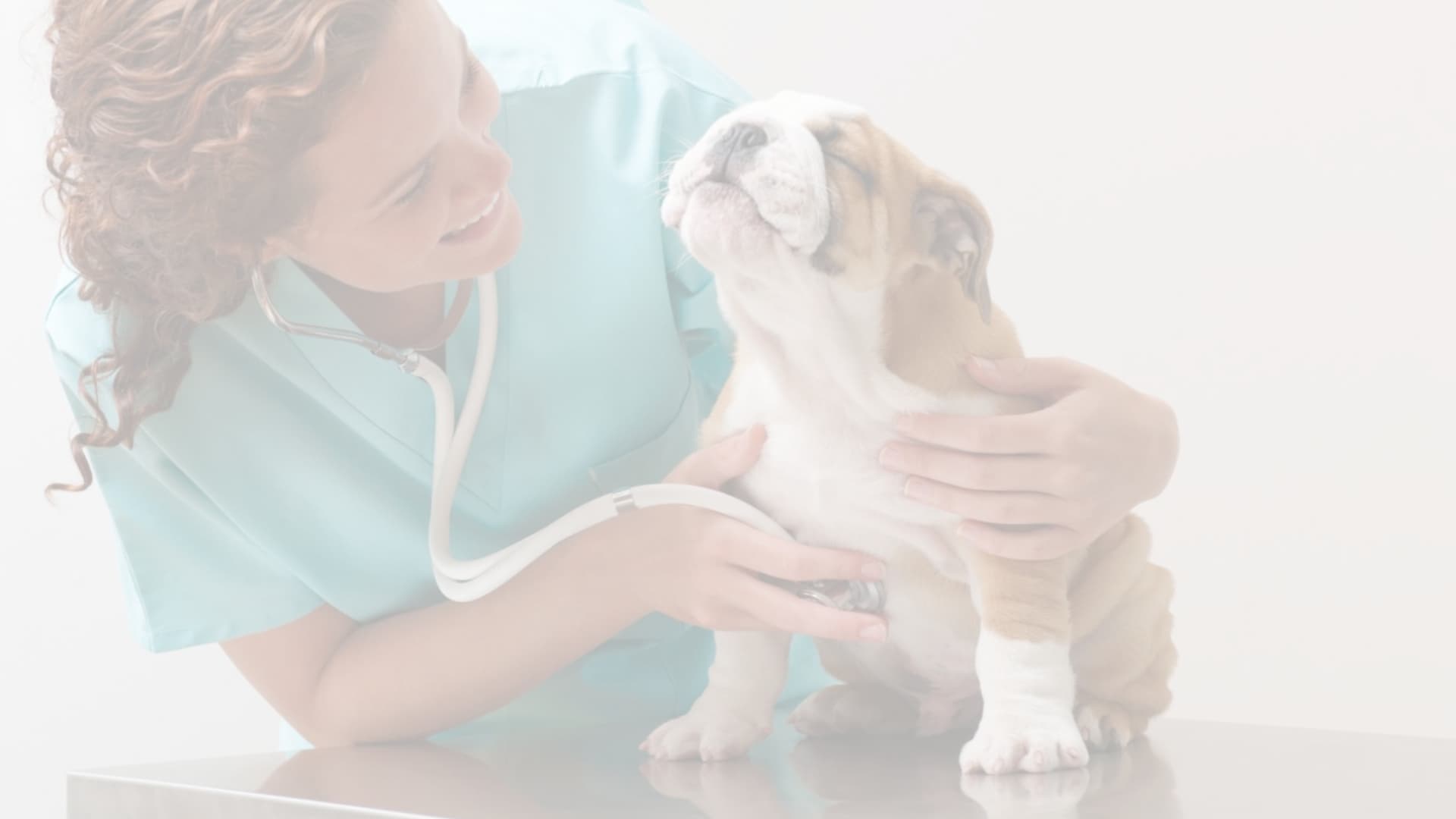 Fundo Veterinária